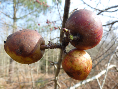 Fruits (pommes) de 3-4 cm de diamètre, comestibles mais aigres. Agrandir dans une nouvelle fenêtre (ou onglet)